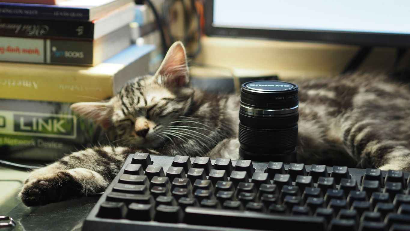 silver tabby cat on black computer keyboard