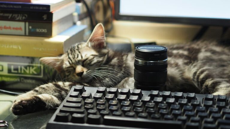 silver tabby cat on black computer keyboard